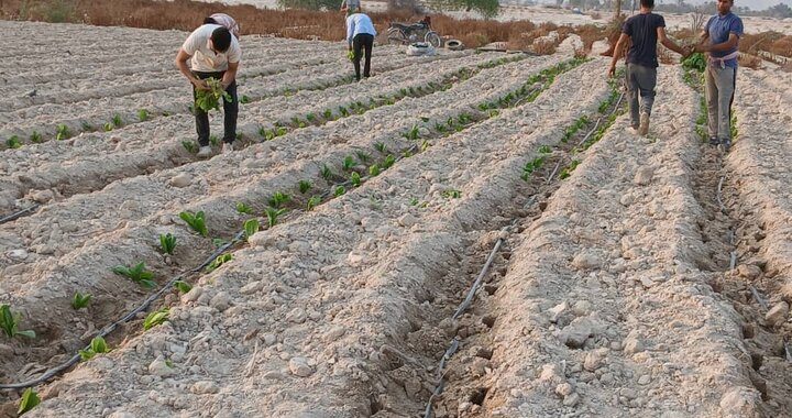آغاز کشت تنباکو در یک هزار هکتار از اراضی کشاورزی شهرستان بندرلنگه