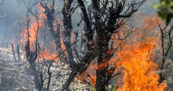 ۱۷ مورد آتش سوزی در مناطق حفاظت شده ایلام ثبت شد