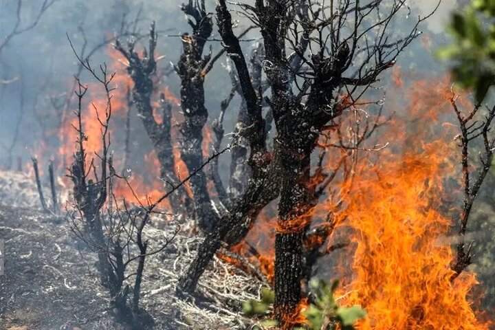 ۱۷ مورد آتش سوزی در مناطق حفاظت شده ایلام ثبت شد