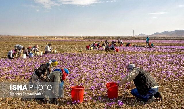 تحریم‌ها، نوسانات ارزی و تصمیمات غیرکارشناسی، صادرات زعفران ایران را تضعیف کرده است