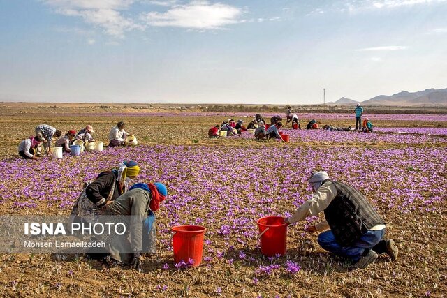 تحریم‌ها، نوسانات ارزی و تصمیمات غیرکارشناسی، صادرات زعفران ایران را تضعیف کرده است