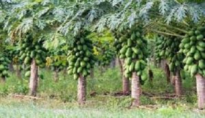 توسعه باغات استوایی در سیستان و بلوچستان