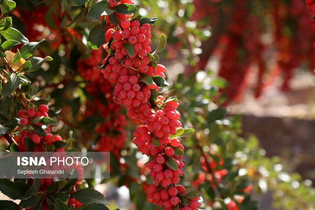 زرشک، گیاه بومی خراسان جنوبی با ظرفیت‌های دارویی و اقتصادی جهانی