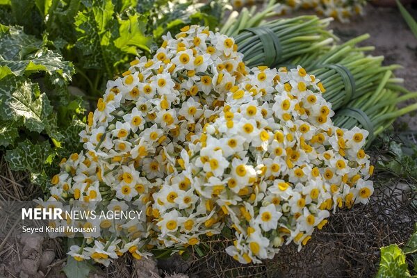 قصه یک گل و هزار دغدغه؛ظرفیت ۱۲ میلیونی نرگس های خوسف در تنگنای بازار