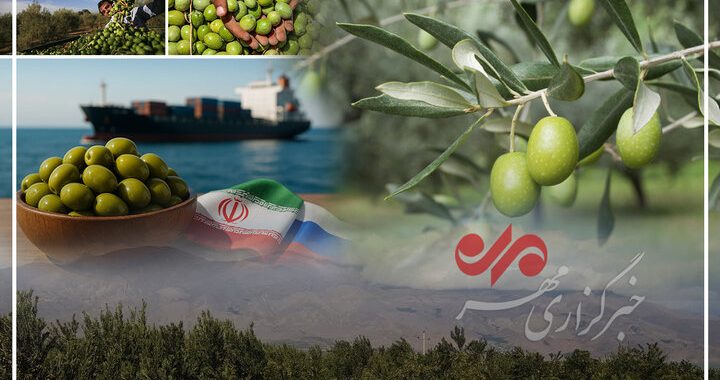 زیتون رودبار؛ میراث تاریخی و فرصت مغفول اقتصادی جنوب گیلان